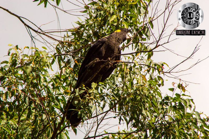 best web designer darwin lukerative web design black cockatoo