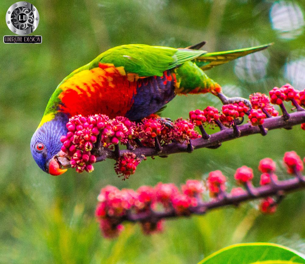 Best Web Designer Darwin Lukerative Web Design Rainbow Lorikeet