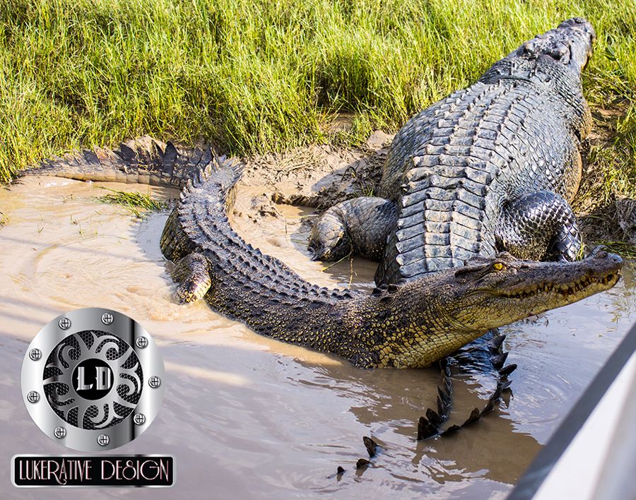 Best Web Designer Darwin Biggest Crocodile In The World